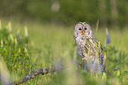 ural owl