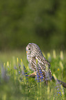 ural owl