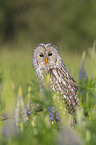 ural owl