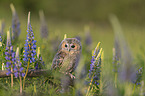 ural owl