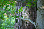 Ural owl