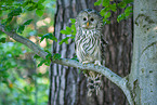 Ural owl