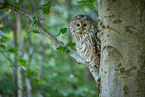 Ural owl