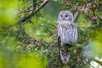 ural owl