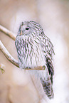 Ural owl