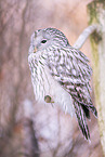 Ural owl