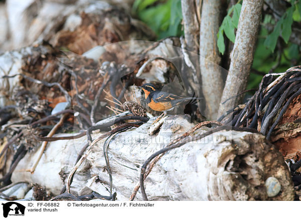 Halsbanddrossel / varied thrush / FF-06882