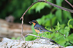 varied thrush