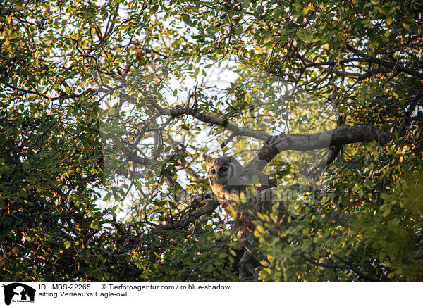 sitzender Milchuhu / sitting Verreauxs Eagle-owl / MBS-22265