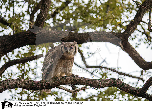 sitzender Milchuhu / sitting Verreauxs Eagle-owl / MBS-22270