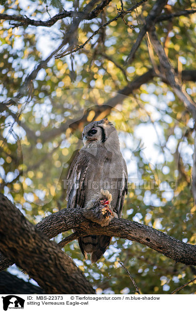 sitting Verreauxs Eagle-owl / MBS-22373