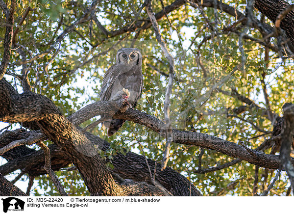 sitzender Milchuhu / sitting Verreauxs Eagle-owl / MBS-22420