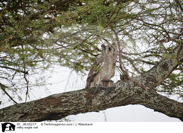 Milchuhu / milky eagle owl / JR-05217