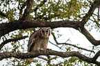 sitting Verreauxs Eagle-owl