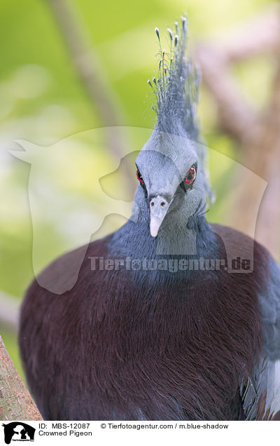 Crowned Pigeon / MBS-12087