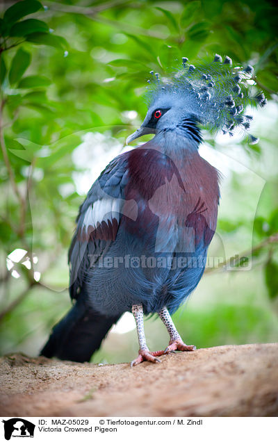 Fchertaube / Victoria Crowned Pigeon / MAZ-05029