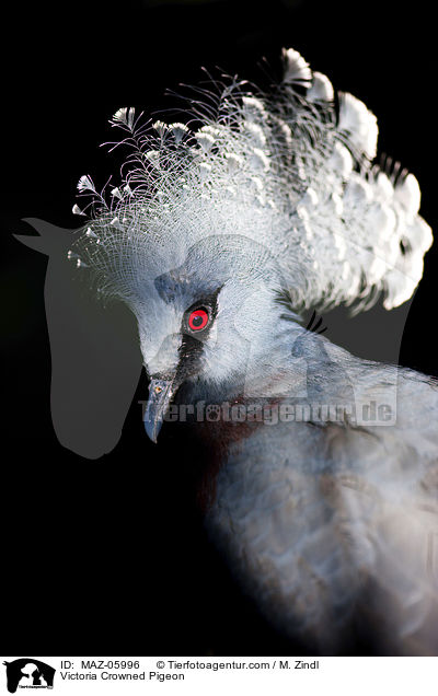 Victoria-Krontaube / Victoria Crowned Pigeon / MAZ-05996