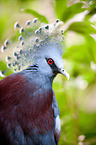 Victoria Crowned Pigeon