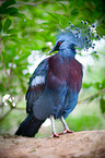 Victoria Crowned Pigeon