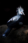 Victoria Crowned Pigeon