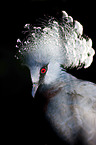 Victoria Crowned Pigeon