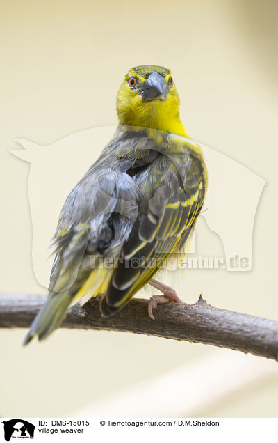 village weaver / DMS-15015