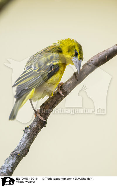 village weaver / DMS-15016