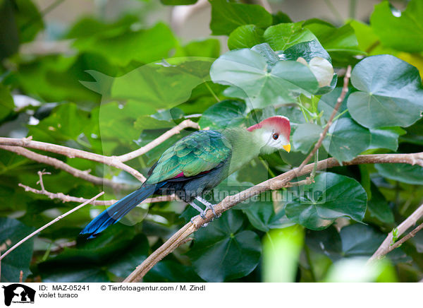Schildturako / violet turaco / MAZ-05241