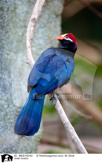 Schildturako / violet turaco / MAZ-05242