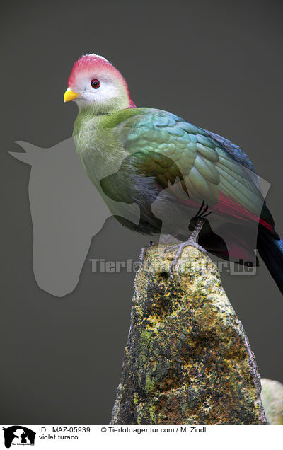 Schildturako / violet turaco / MAZ-05939