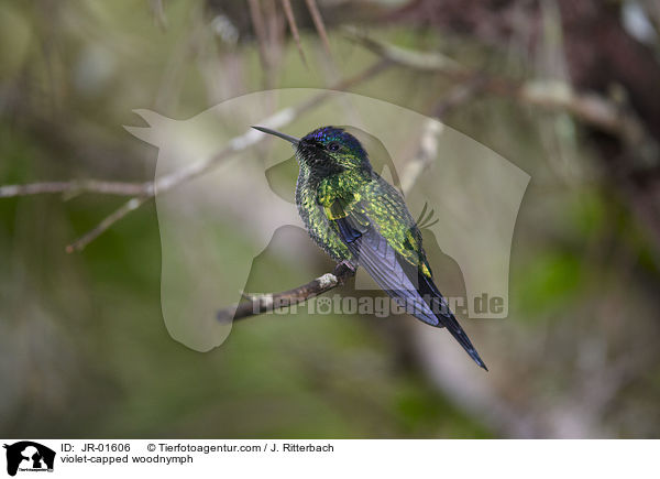 violet-capped woodnymph / JR-01606