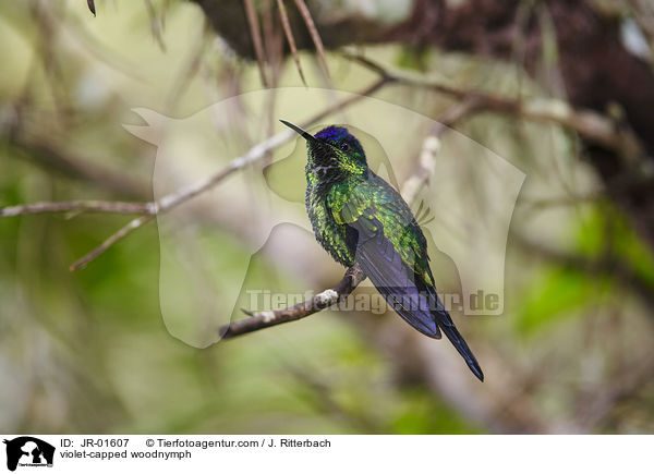 violet-capped woodnymph / JR-01607