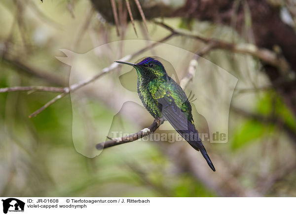 Veilchenkopfnymphe / violet-capped woodnymph / JR-01608