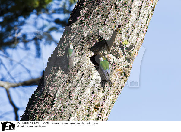 Veilchenschwalben / violet-green swallows / MBS-08252