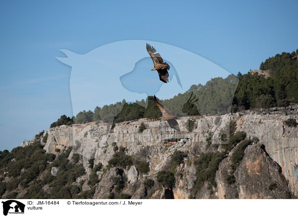 vulture / JM-16484
