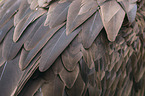 vulture