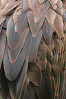 vulture