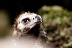vulture