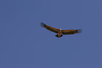 vulture