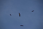 vulture
