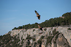 vulture