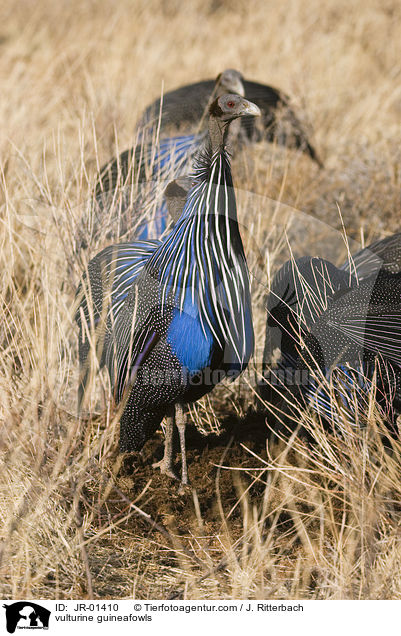 vulturine guineafowls / JR-01410
