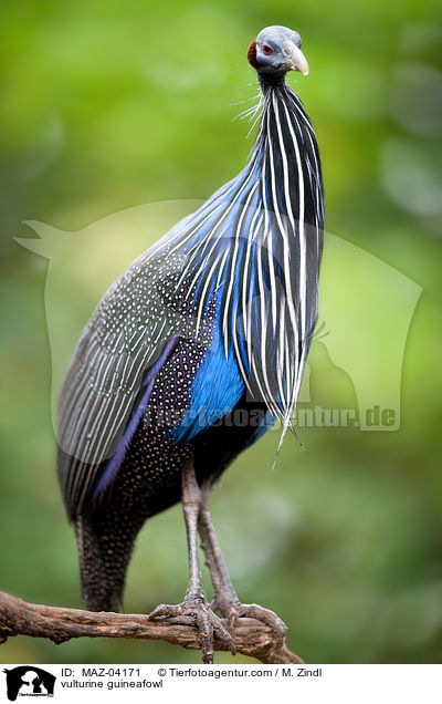 vulturine guineafowl / MAZ-04171