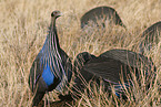 vulturine guineafowls