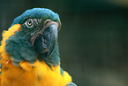 blue-throated macaw