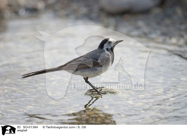 wagtail / SO-01384