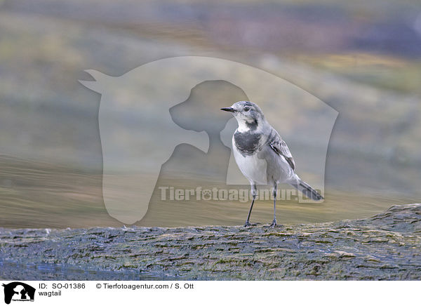 wagtail / SO-01386