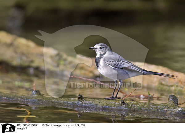 wagtail / SO-01387