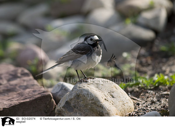 wagtail / SO-02074