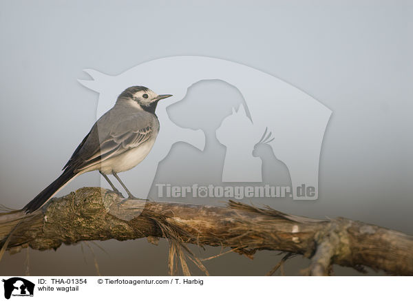 white wagtail / THA-01354